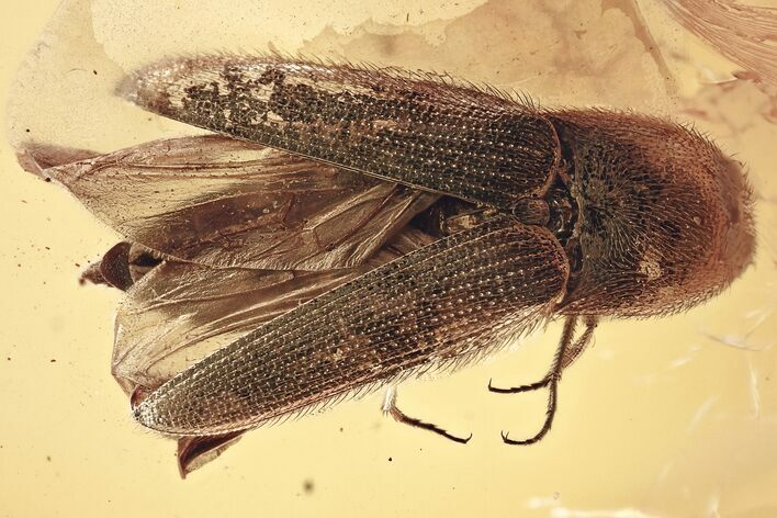 Detailed Fossil Beetle (Elateridae) w/ Spread Elytra in Baltic Amber #321674